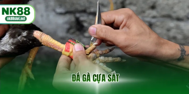 Đá gà cựa sắt