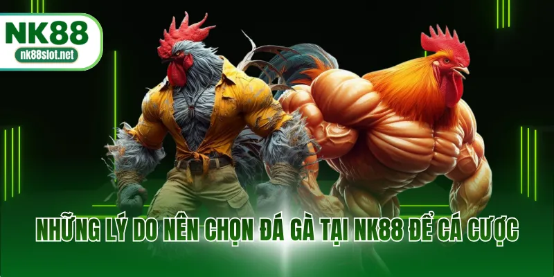 Những lý do nên chọn đá gà tại NK88 để cá cược